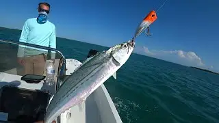 CERO MACKEREL on the TOPWATER POPPER!!! SUSHI FISH! Florida Keys Shark Fishing LIVE on Twitch.tv!