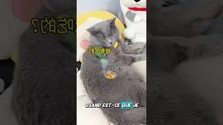 As‑tu déjà vu des poissons sur un chaton ?