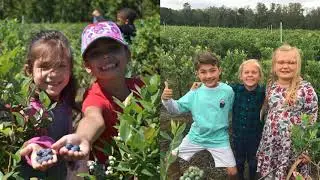 Blueberry Season is HERE at Ever After Farms U Pick Blueberry Farm