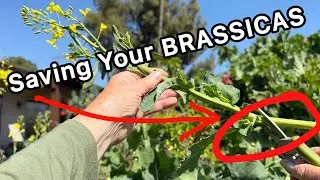 How to Grow BRASSICAS for MORE Food* TRIMMING Kale, Collard, Tree Collards as Flowers & Seeds Appear