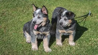 Understanding the Unique Temperament of the Australian Cattle Dog