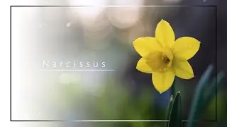 a_hisa - Narcissus