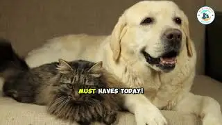 Top 10 Must Have Pet Products #petproducts #musthavepetitems #petcaretips