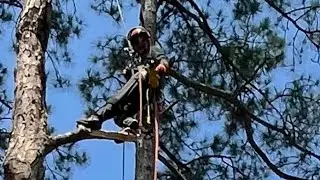 Climbing and limbing a big Georgia pine tree!