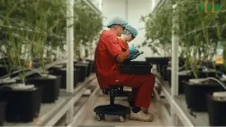 Het wietexperiment debat, hoe gaat het tot nu toe?