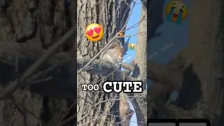 Fluffy squirrel chomps on a peanut in a tree! #munchies #peanut #funnyshorts