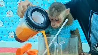 carrot juice is great for Monkey to enjoy