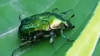That's truly mysterious world of Nature and insects  !!! 