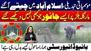 Strange Species Spotted! The Changing Biodiversity of Margalla Hills Islamabad