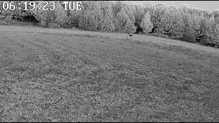 Shooter Buck