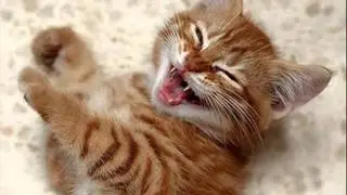 laughing cats