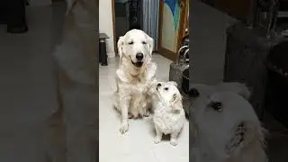 funny#comedy#pets #dogshorts #goldenretreiver #ytshorts#