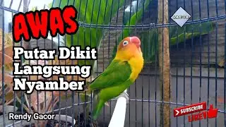 WAJIB Tonton, Lovebird Gacor Bikin Lainnya Nyamber...!!!!
