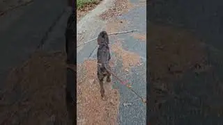 Leo thinks he's a big dog. Carry a big stick, feel like a big dog.