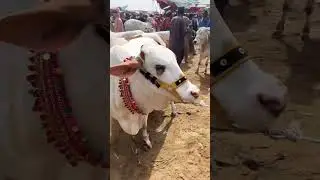 mashaALLAH Cute Bacrhi qurbani 2025 #shorts #short #shortsvideo #shortvideo #cow #mandiupdate