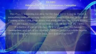 59 0823 Palmerworm, Locust, Cankerworm, Caterpillar