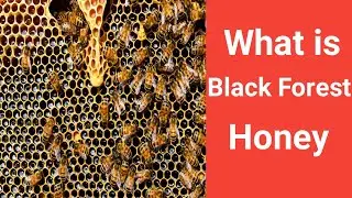 What is black forest Honey and how it is made || Honeydew honey || Langnese honey || Al Shifa