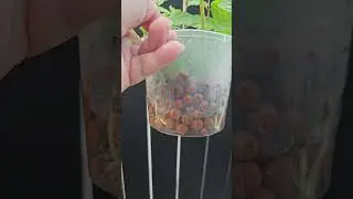 Plant cuttings and growth : Success via leca balls hydroponically. #hydroponics #plants