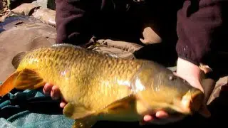 Fishing: carp on bread from the surface. Рыбалка: карп на хлеб. Karpfen carpa karp carpe karppi