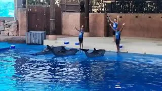 Dolphin 🐬 show ushaka marine Durban🇿🇦 #waterpark #viralvideo #utubevideo #youtube #dolphin #nature 