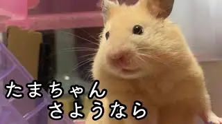 たまちゃん亡くなりました