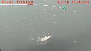 Carp fishing video lll carp fish catch in swat River lll Zeeshan Fishing video in hayale lll 🎣🎣🎣