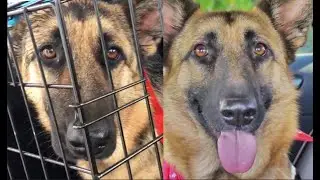 Abandoned German Shepherds Find Happiness!