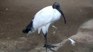 African Sacred Ibis: A Fascinating Close-Up of Their Remarkable Feet