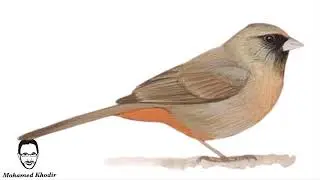 Birds in English | Bird | Talking Flashcards | Speech Language Therapy at Home