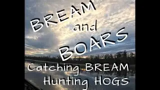 Bream and Boars