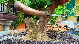PROSES PEMBUATAN KONSEP DASAR BONSAI ANTING PUTRI 