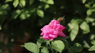 Blue Banded Bee - A Pollinator Friend.