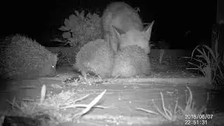 Hedgehog Street: A fox sharing dinner with THREE hedgehogs!
