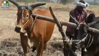 FIELD CULTIVATION WITH BULL CART | TRADITIONAL METHOD OF CULTIOVATION