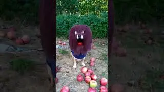 DOG WITH APPLE | APPLE DOG TRANSFORMATION #appledog #dogmemes #ai #memes #aicompetition #minimaxai