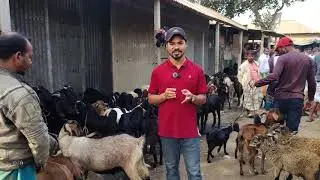 সস্তায়  ছাগল পাওয়া যায় যে হাটে। Jonotar hate Sagol #sagoler_hat #sirajganj_Sagoler_Hat
