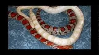 Corn Snakes Breeding ~ Making Babies!