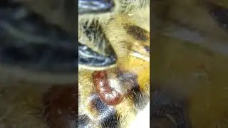 Varroa mite feeding on the fat body at the 3rd segment of abdomen ミツバチの腹部の第3節で脂肪体を食べるヘギイタダニ