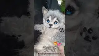 Adorable Baby Grey Wolf Loves to be Held!