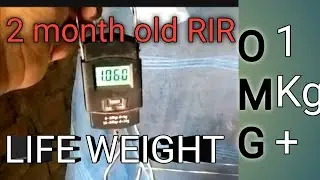 2 months old RIR chicken life weight....