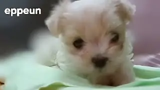 prettypuppy eppeun 2006