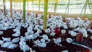 &ldquo;বয়লার মুরগির সর্দি কাশি ও চিকিৎসা | Broiler Chicken Common Cold & Medicine Direction&rdquo;