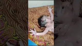 Nurse Newborn baby cleaning process of lot of vernix and ceoseoos of newborn healthy