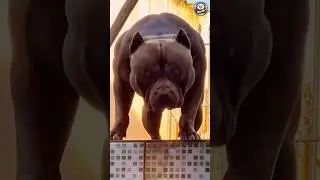 From Cute Puppy to Monster Dog &ndash; Shocking Transformations!