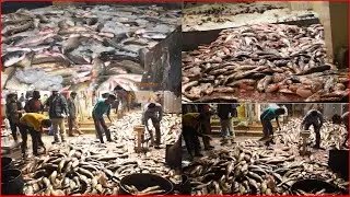 Biggest Fish Market in Pakistan | Fish Mandi| Rawalpindi Fish Mandi| Fish Mandi Rawalpindi