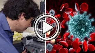 Forschungen belegen: Mehrt&auml;giges Fasten regeneriert Stammzellen und erneuert das Immunsystem