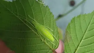 ANOTHER unboxing video! what creature's has the Bug Lady bought now! 😳
