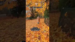 Daun-daun mulai menguning dan berguguran #canada #fallseason #autumn #sorotan #fypシ