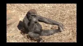 Funny Monkey Commercial