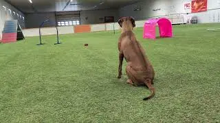 Hoopers - Focus training with rhodesian ridgeback